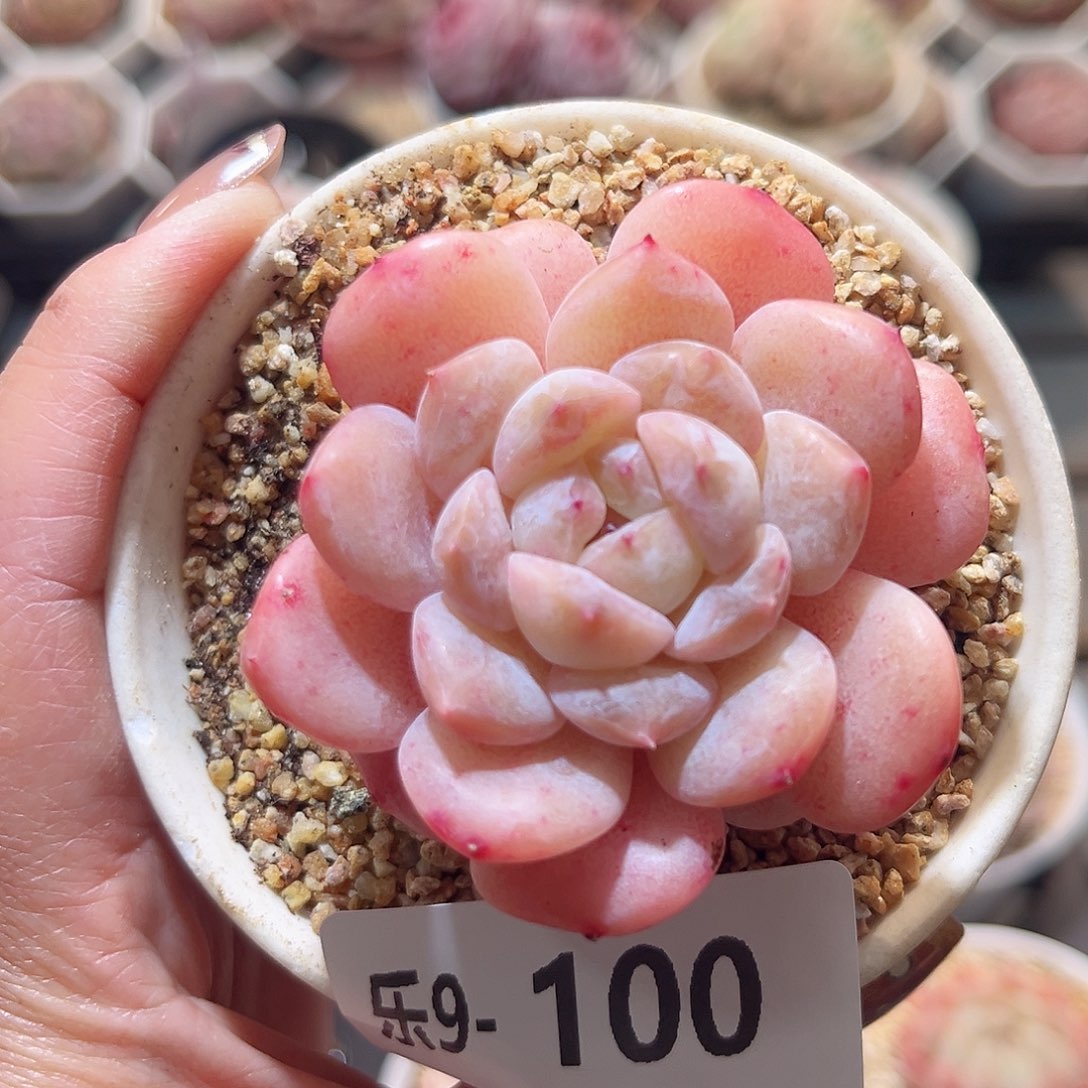 乐9-100 红胖子单头