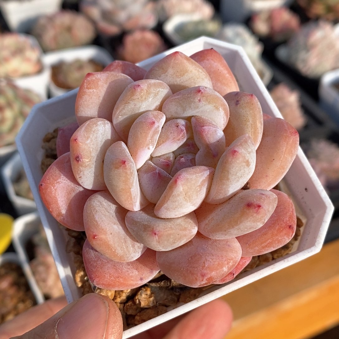 精品多肉一物一拍不包整85