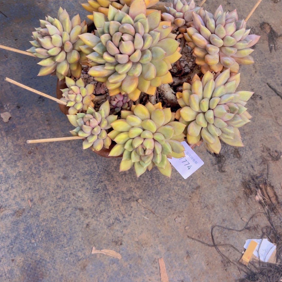 一****多肉一物一拍7774