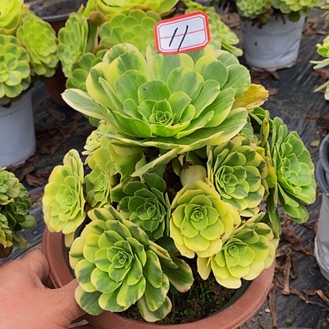 五彩琉璃老桩捧花11号