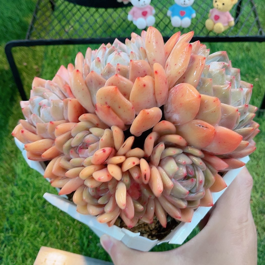 七头奶油橙自然群多肉