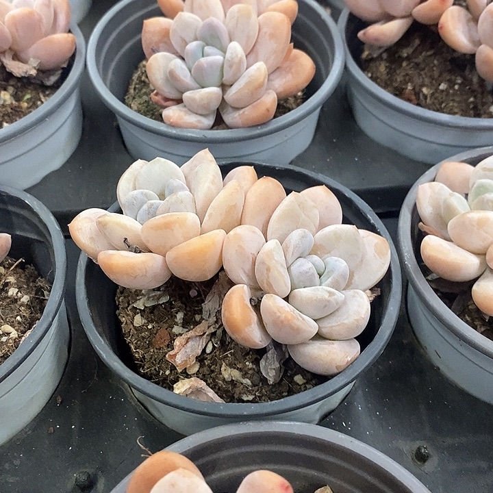 64。香玉。双头起。