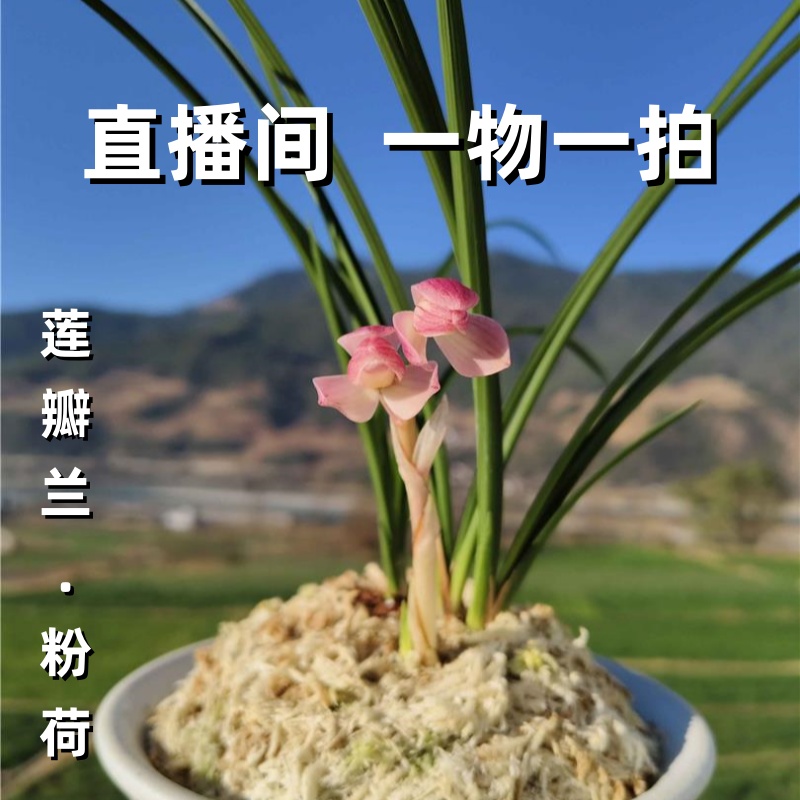 兰友花业  兰花 直播间 “一物一拍”（包邮）一组