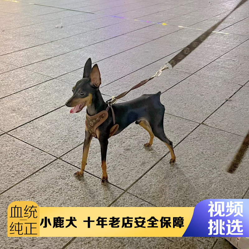 纯种小鹿犬活犬小体宠物狗长不大小鹿狗幼犬茶杯犬铁包金迷你笃宾