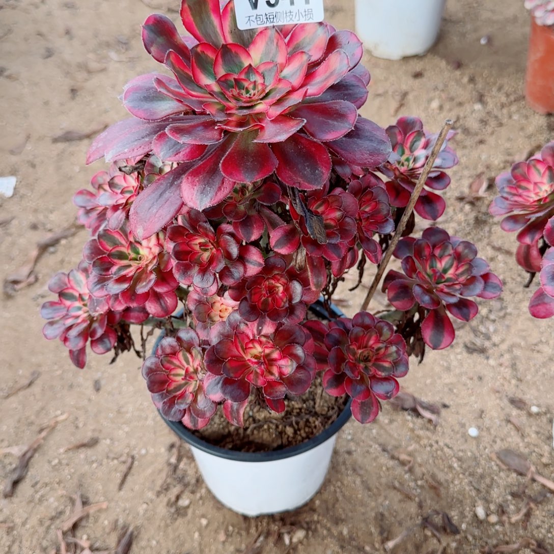 花蝴蝶法师541冠幅20