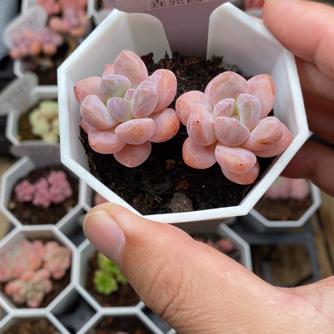 0259 op冰玉 6cm 