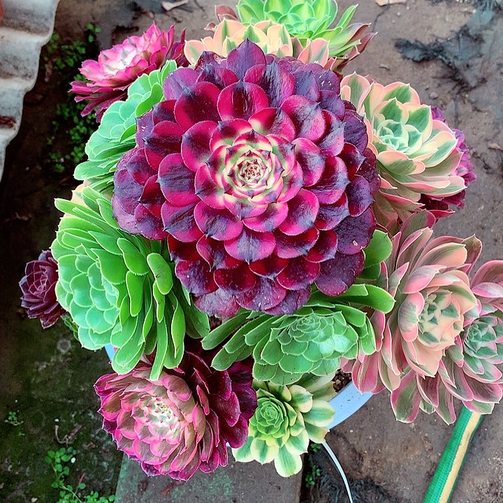 嫁接五彩树，多肉植物