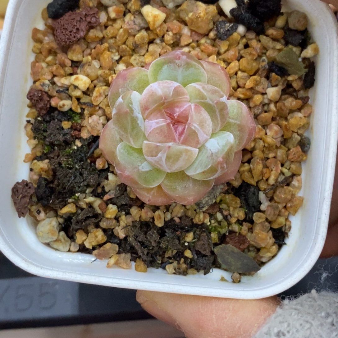 精品多肉一物一拍不包整432