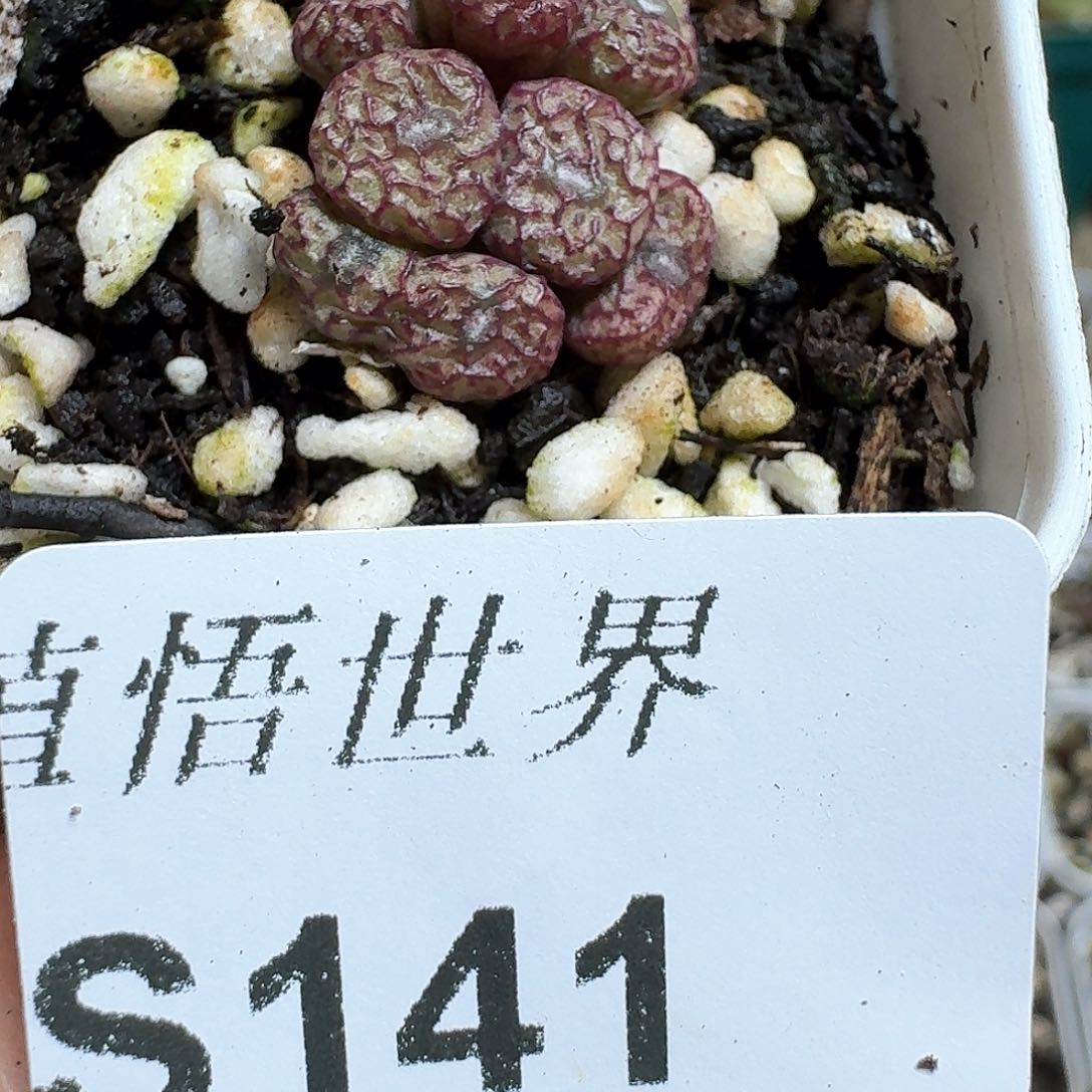 141号多肉植物哇c