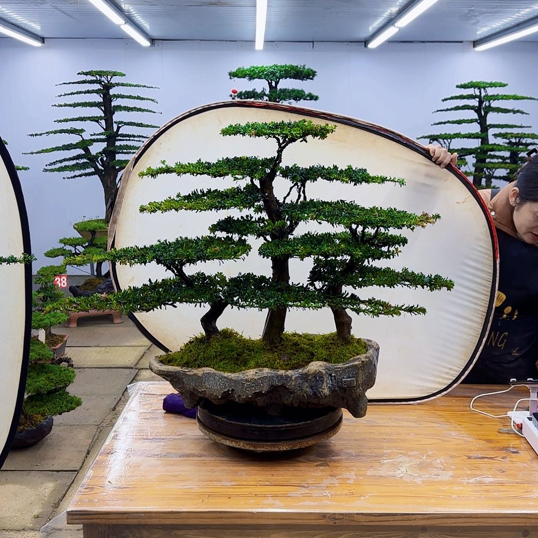 十***夏无花朵盆景直播间一物一拍