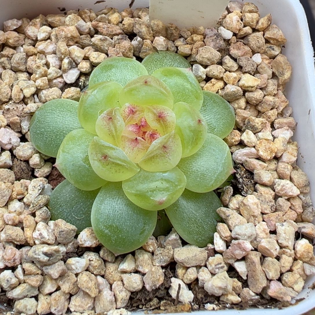 100号大宁绿透 晗雨多肉