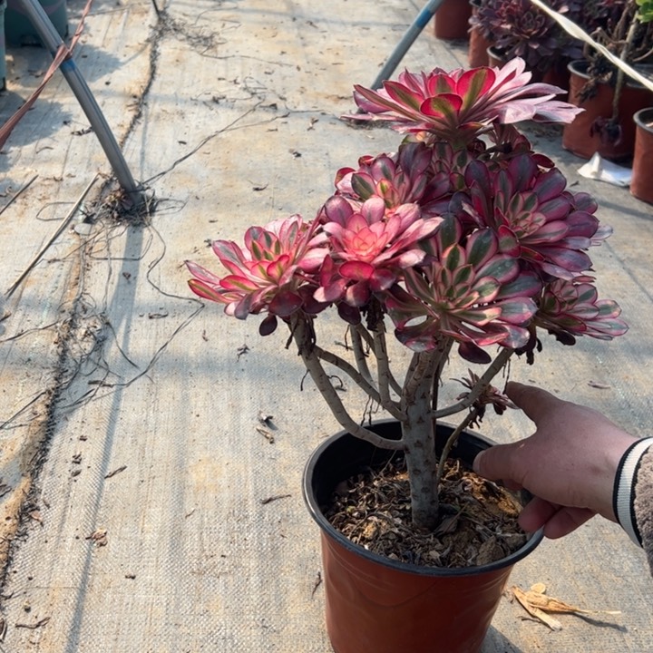 105香多肉多肉多肉多肉多肉