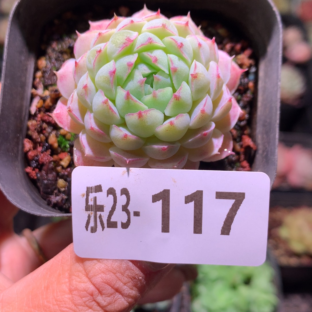 乐然23-117 羊脂球 