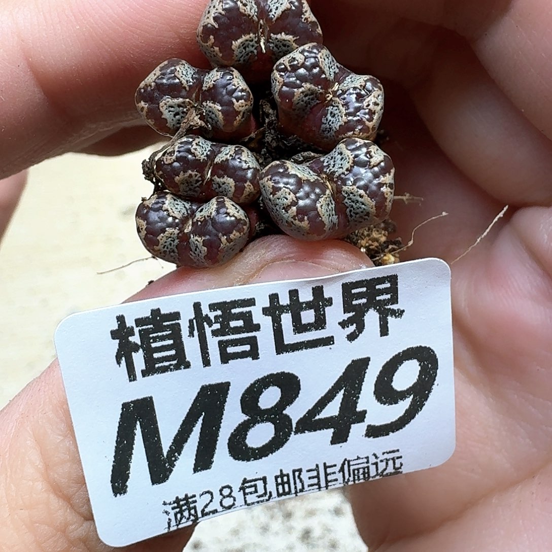 多肉植物的润泽地fg