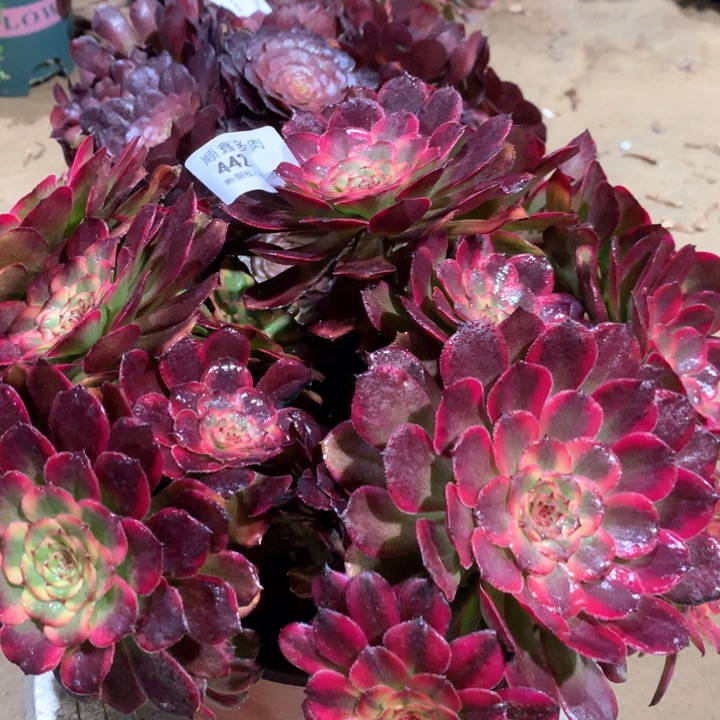 442红金刚多肉植物