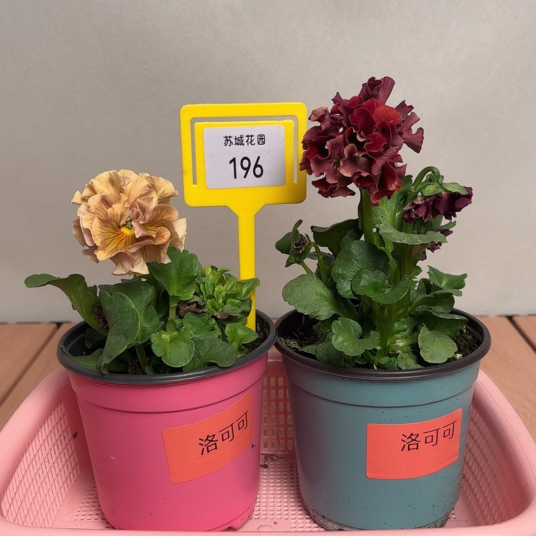 大部分开放少量花苞196