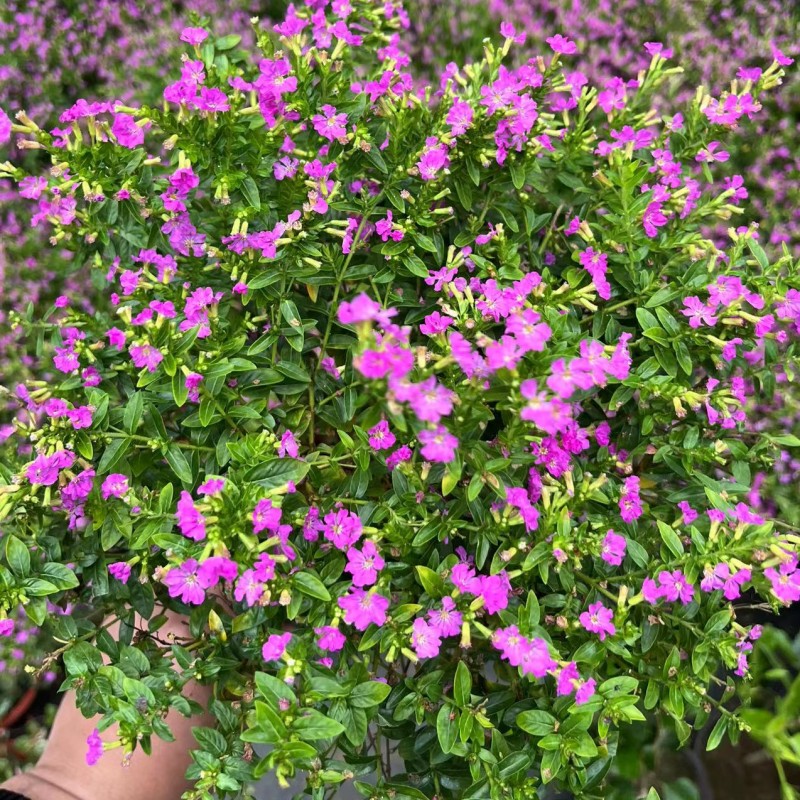 独杆满天星盆栽棒棒糖造型盆景四季开花室内阳台花卉庭院常绿好养