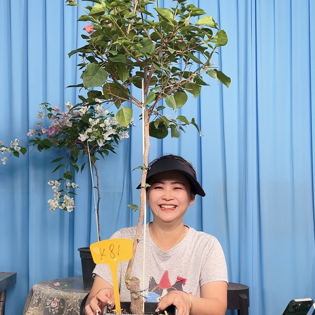 ****-大部分开放少量花苞K81不甜