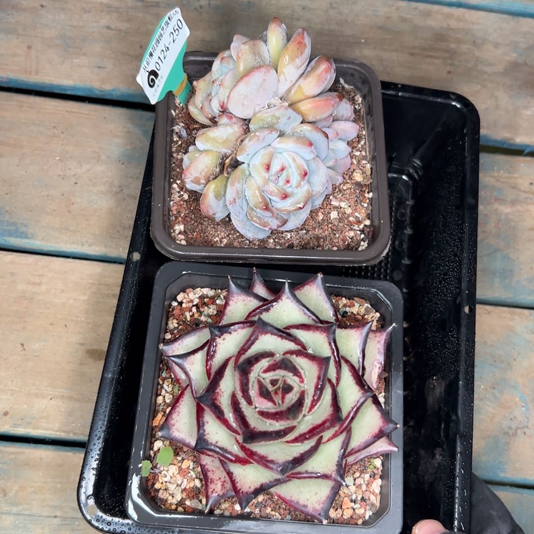 多肉一物一拍0124-250