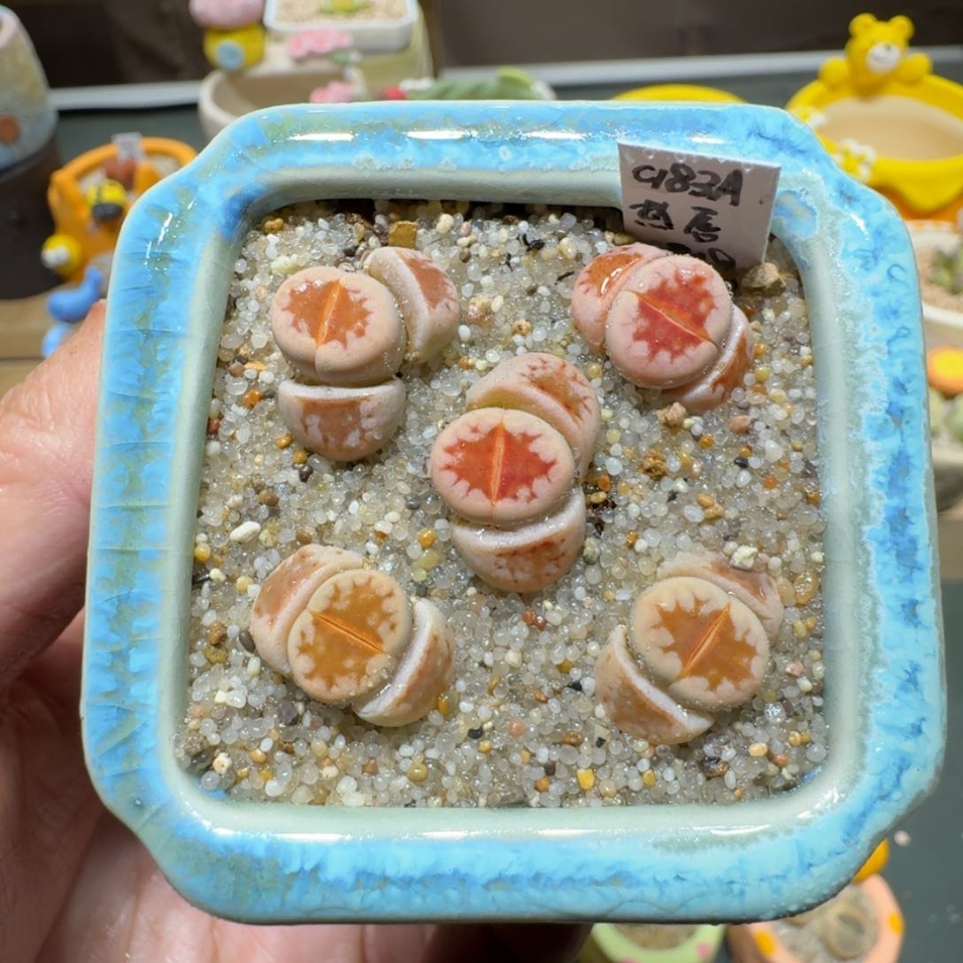 红陶蘑菇648热唇