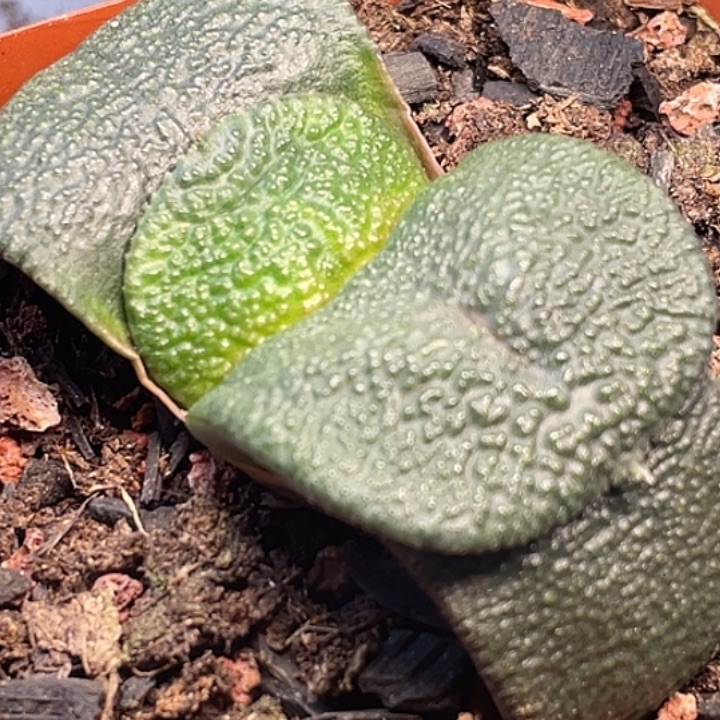 一物一拍竞拍福利