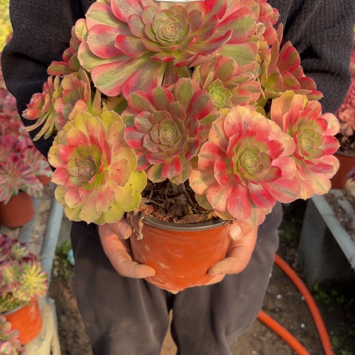 若***离瑞妈，。。。。。782雨荷，