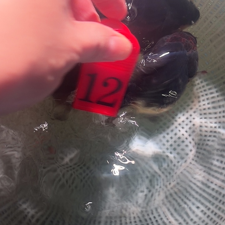 金鱼12号尺寸9-11区间