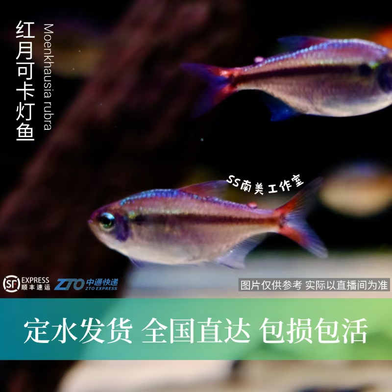 SS南美工作室 红月可卡灯鱼