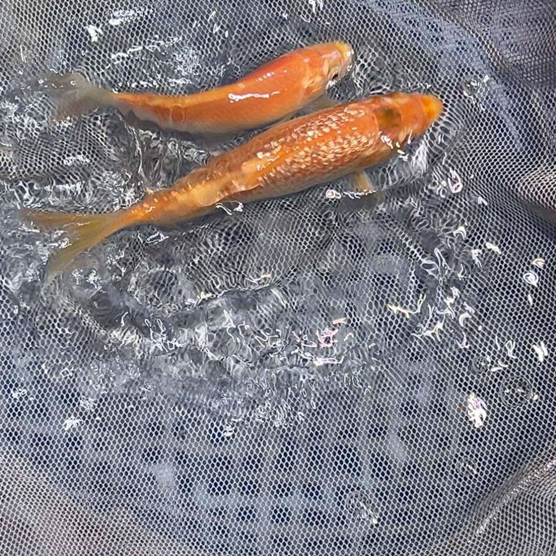 锦鲤锦鲤观赏鱼1111