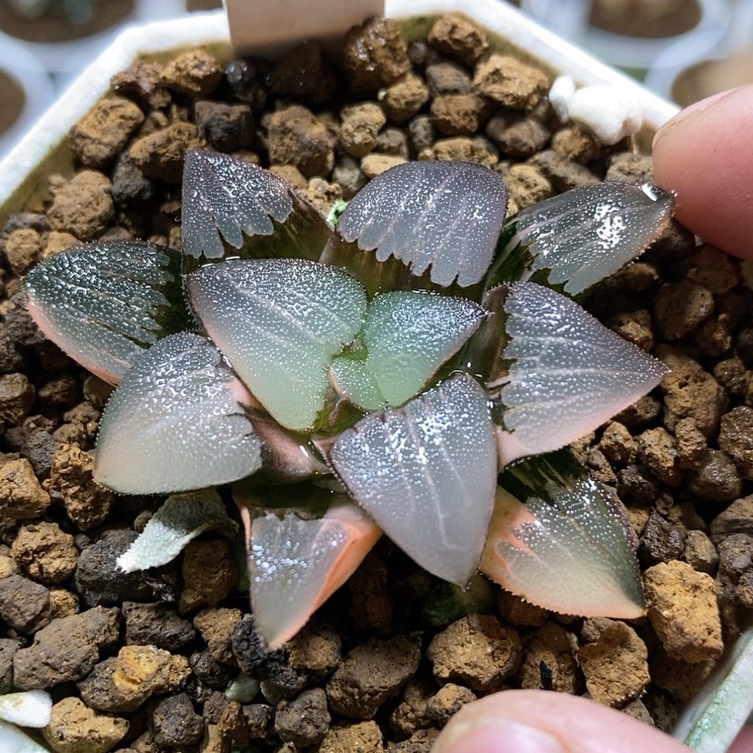 【闪购商品】98春春