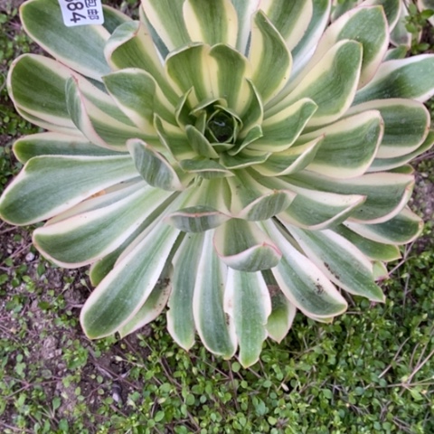 专****梁884青莲876魅七彩两颗满25包邮多肉