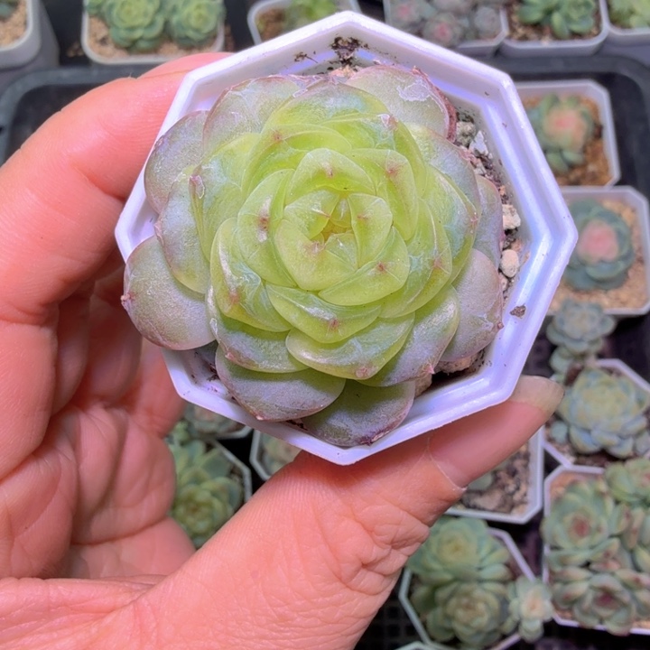 614甜心多肉植物单头