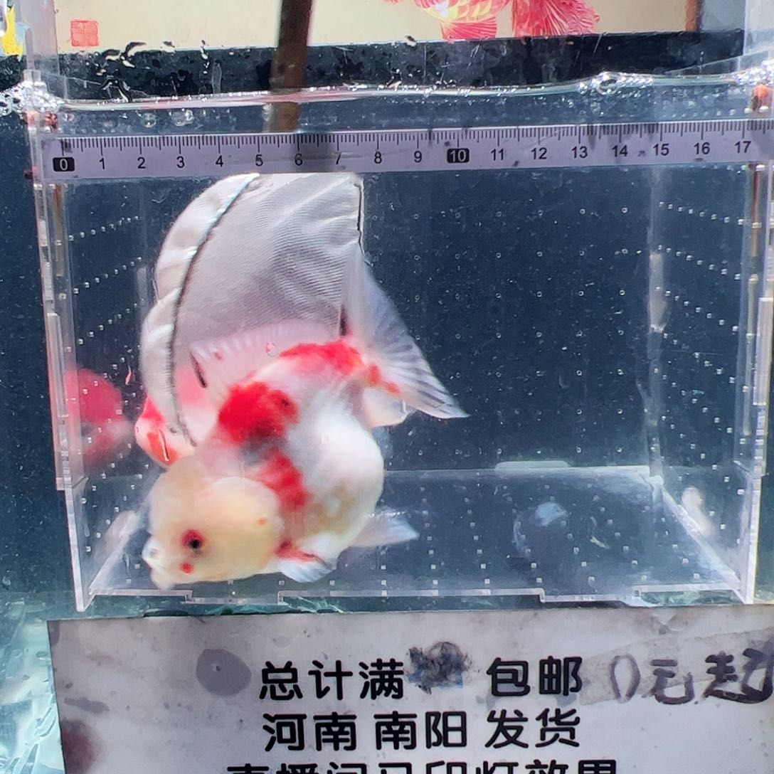 金鱼1111111111111111