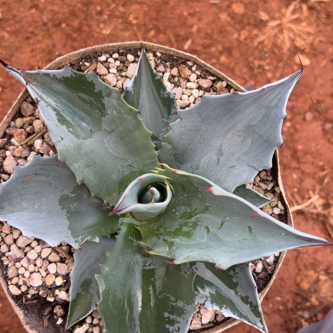 多肉植物龙舌兰道