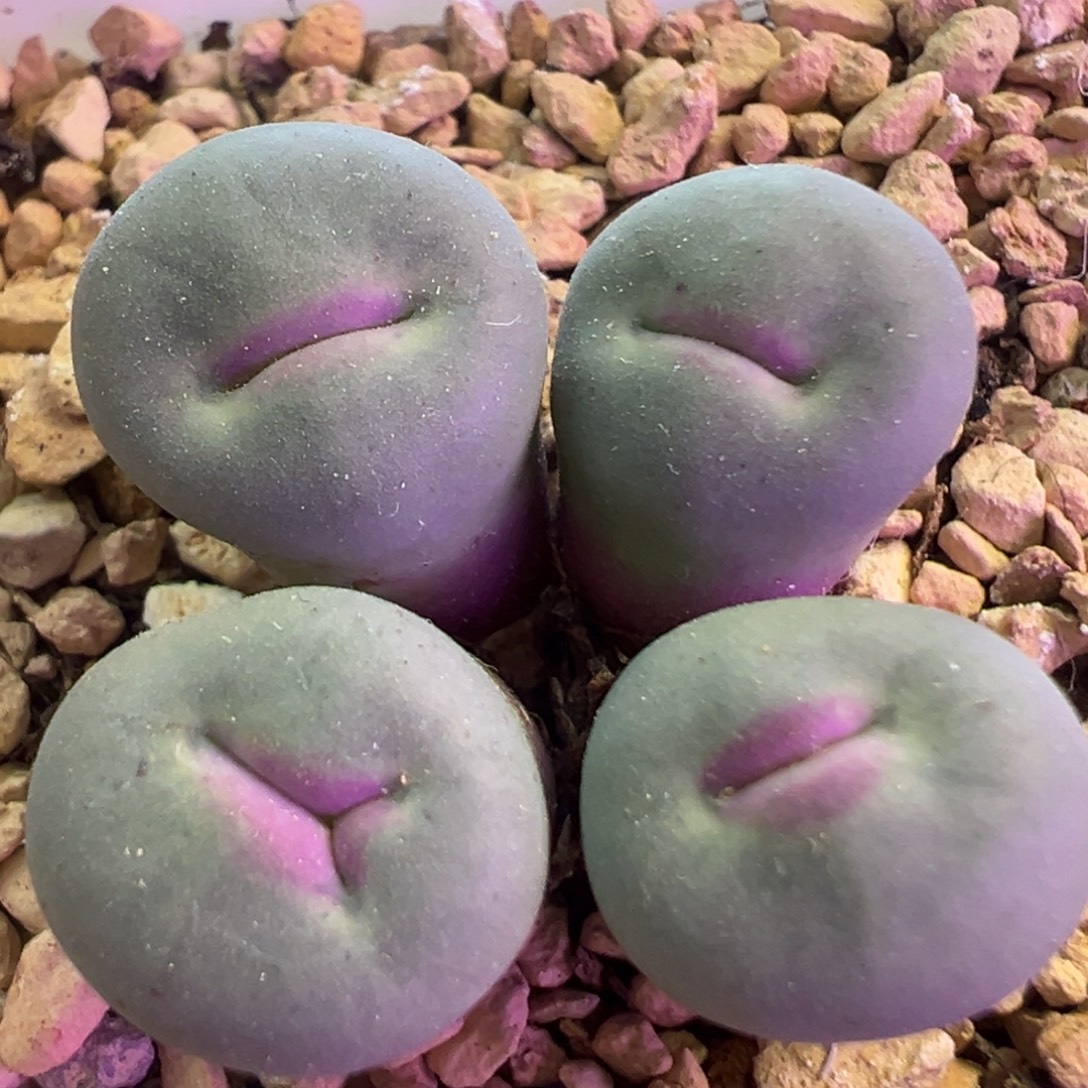 优选P嘴 肉锥植物