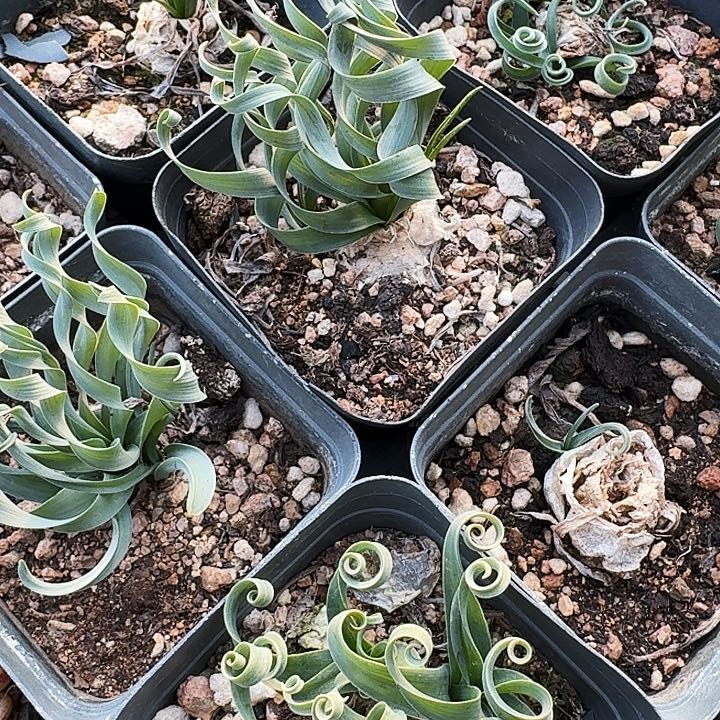 多肉植物满20包邮