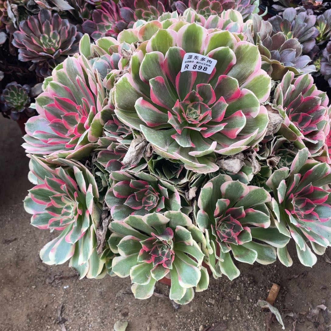 898初恋多肉法师断枝不包