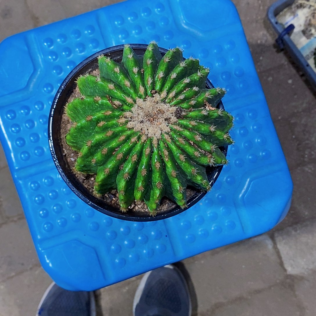 处理有疤111111111111111个