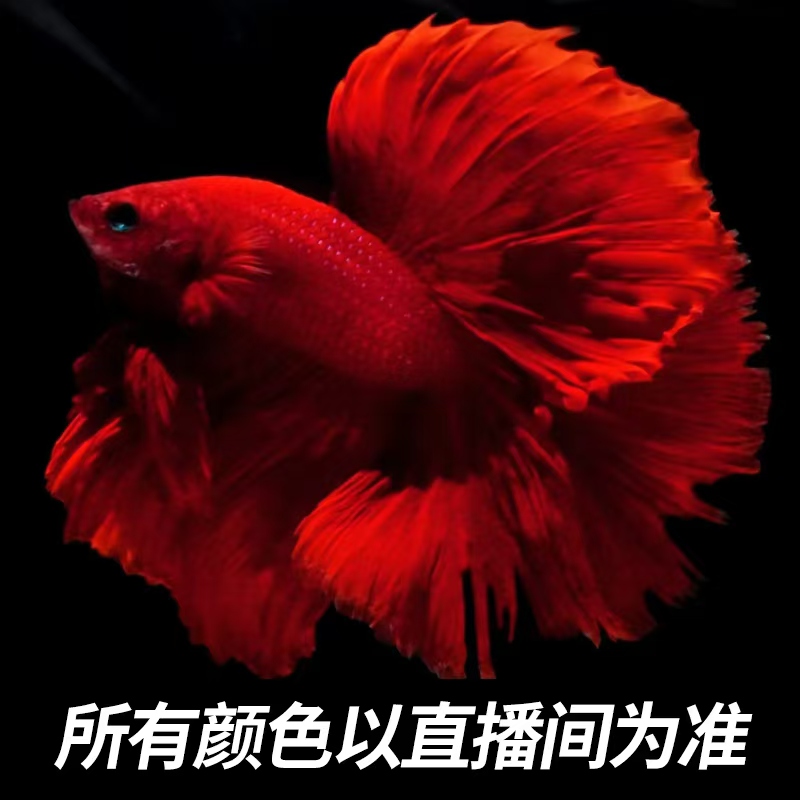 第三板（049-072）泰国斗鱼精品半月 婚纱 将军小型热带观赏鱼