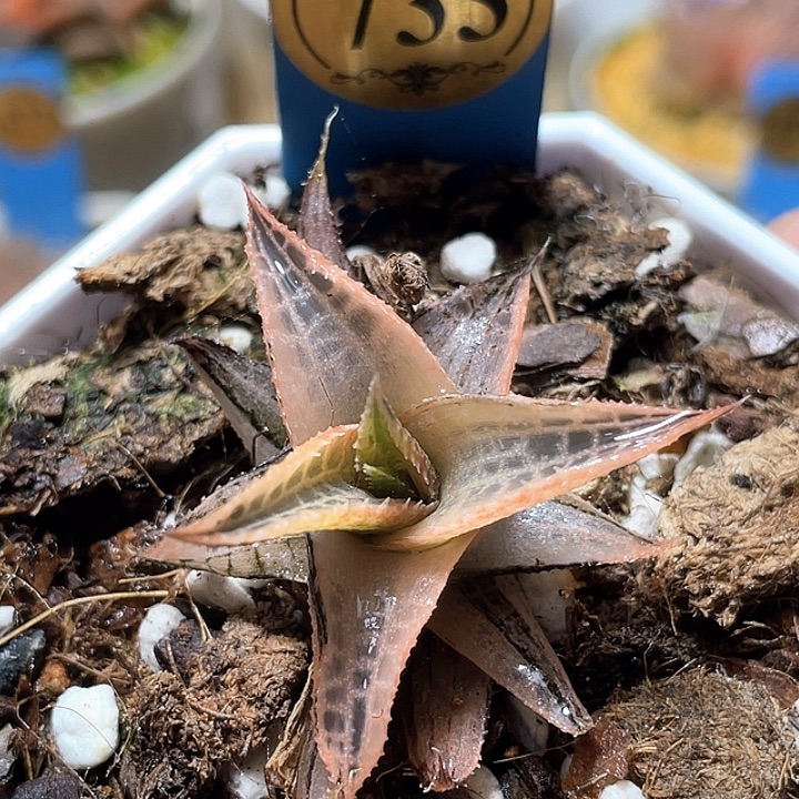 733糊斑硬葉龍鱗錦福利