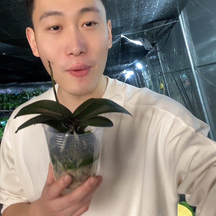 无花朵樱兰带花剑