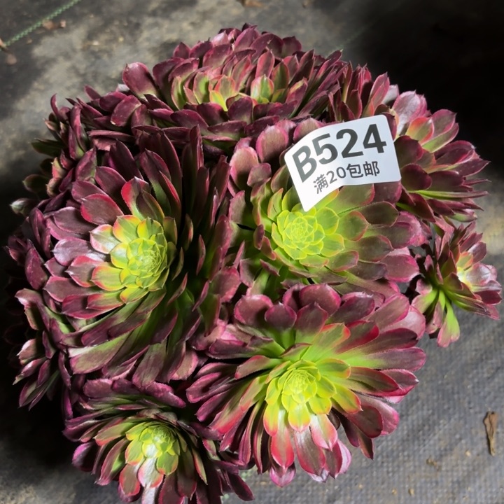 瑞妈一物一拍524