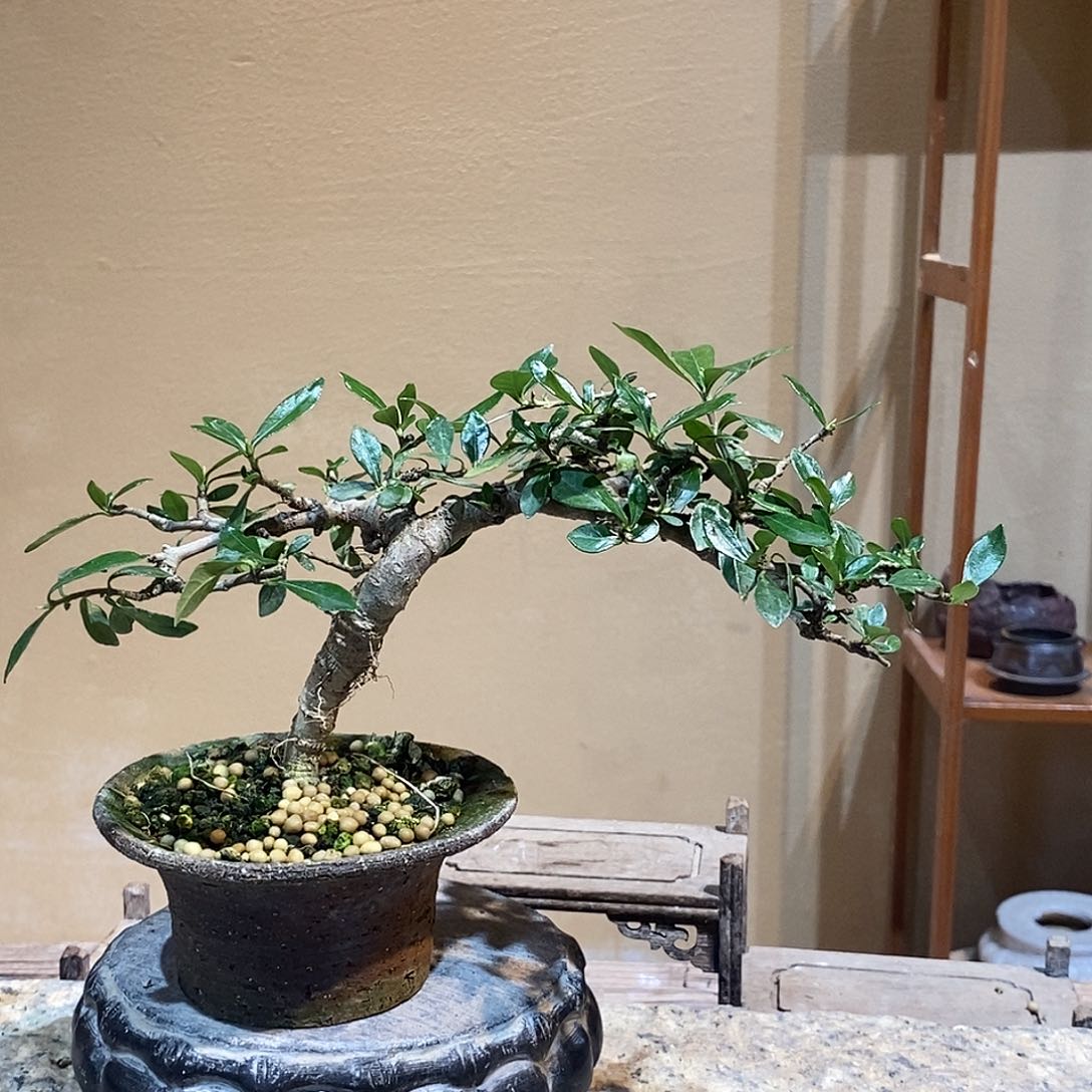 无花朵宽*栀子花