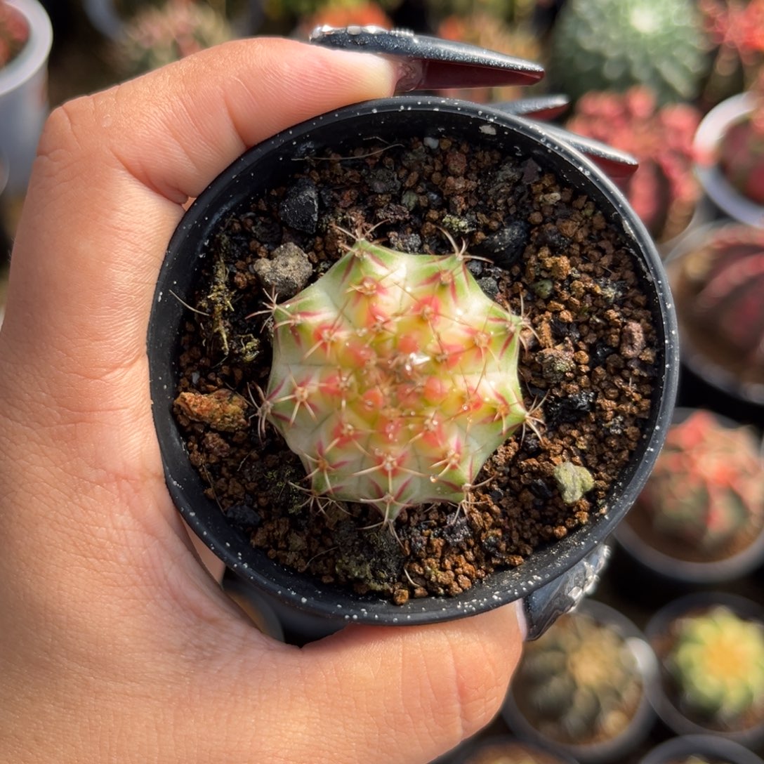 泰系白轮回 带盆土发货