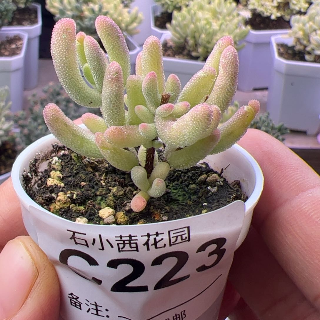 多肉植物枝干钻石黄锦