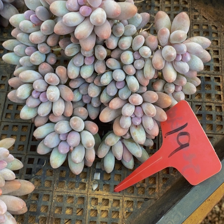 宏***箱是因为他们没有勇气