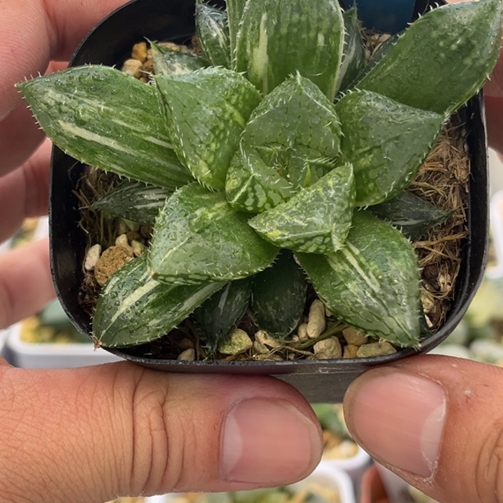 145宝莲灯发发发发发发