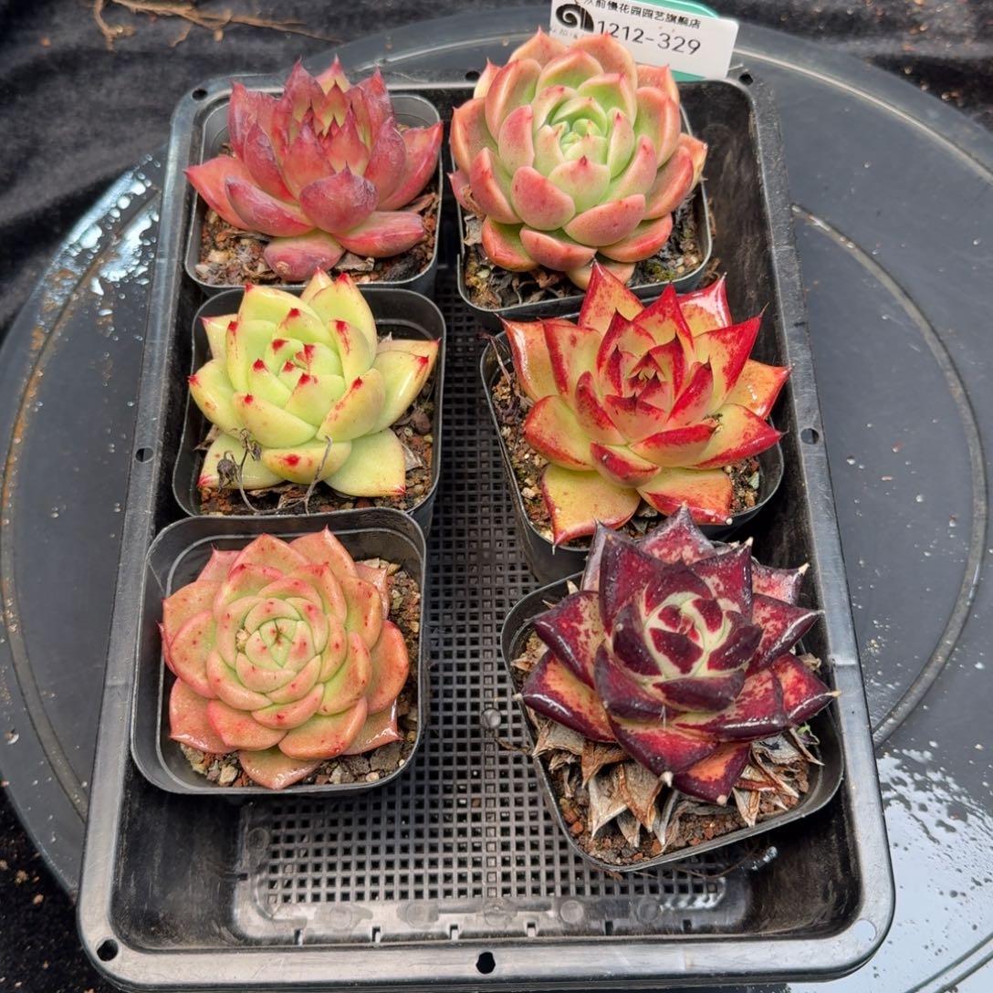 从前慢多肉精选编号1212.329