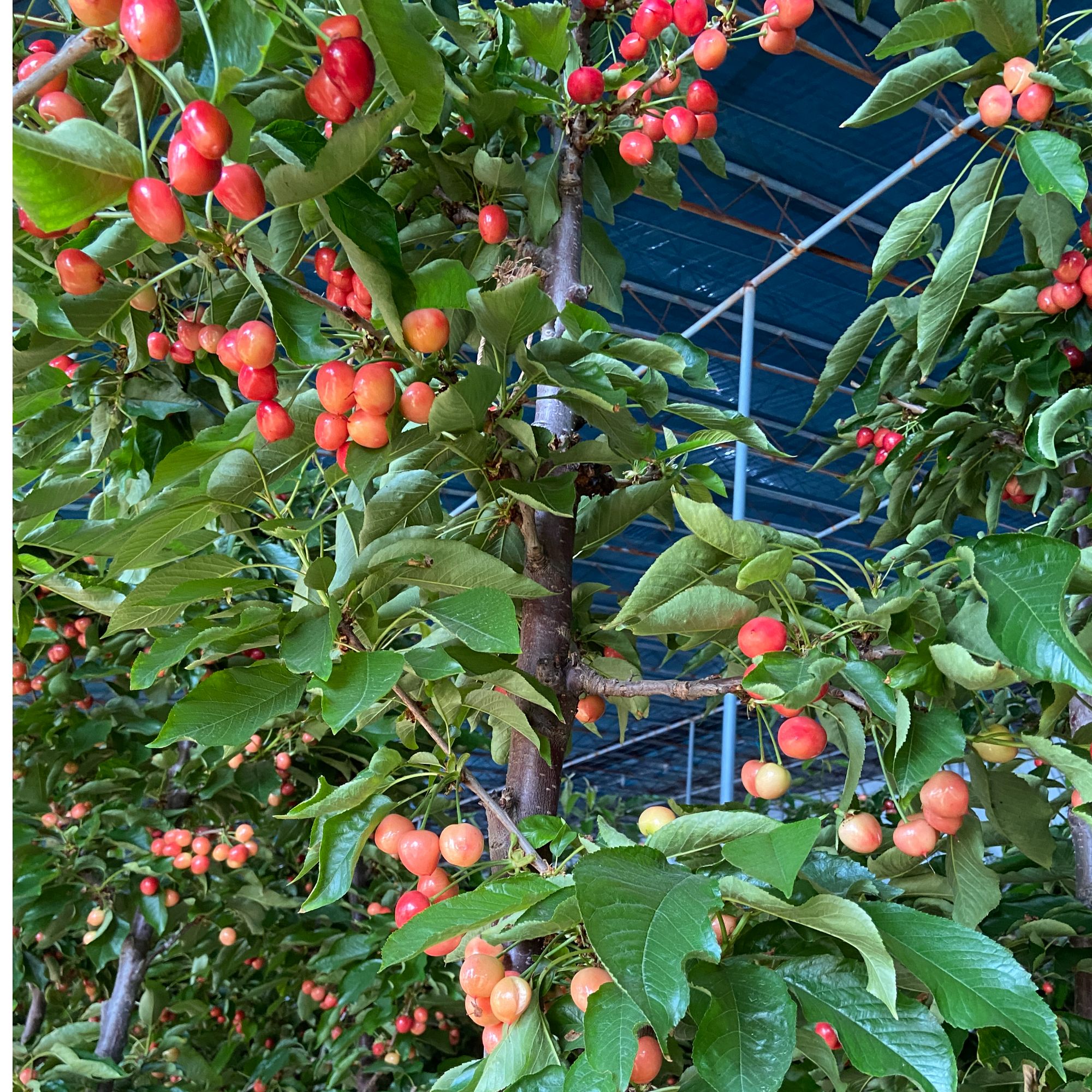 车厘子树苗盆栽大樱桃树黑珍珠齐早升级品种原株原土木架带果发货