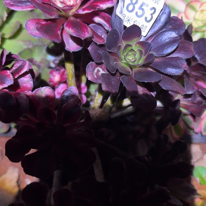 多肉法师花蝴蝶朵